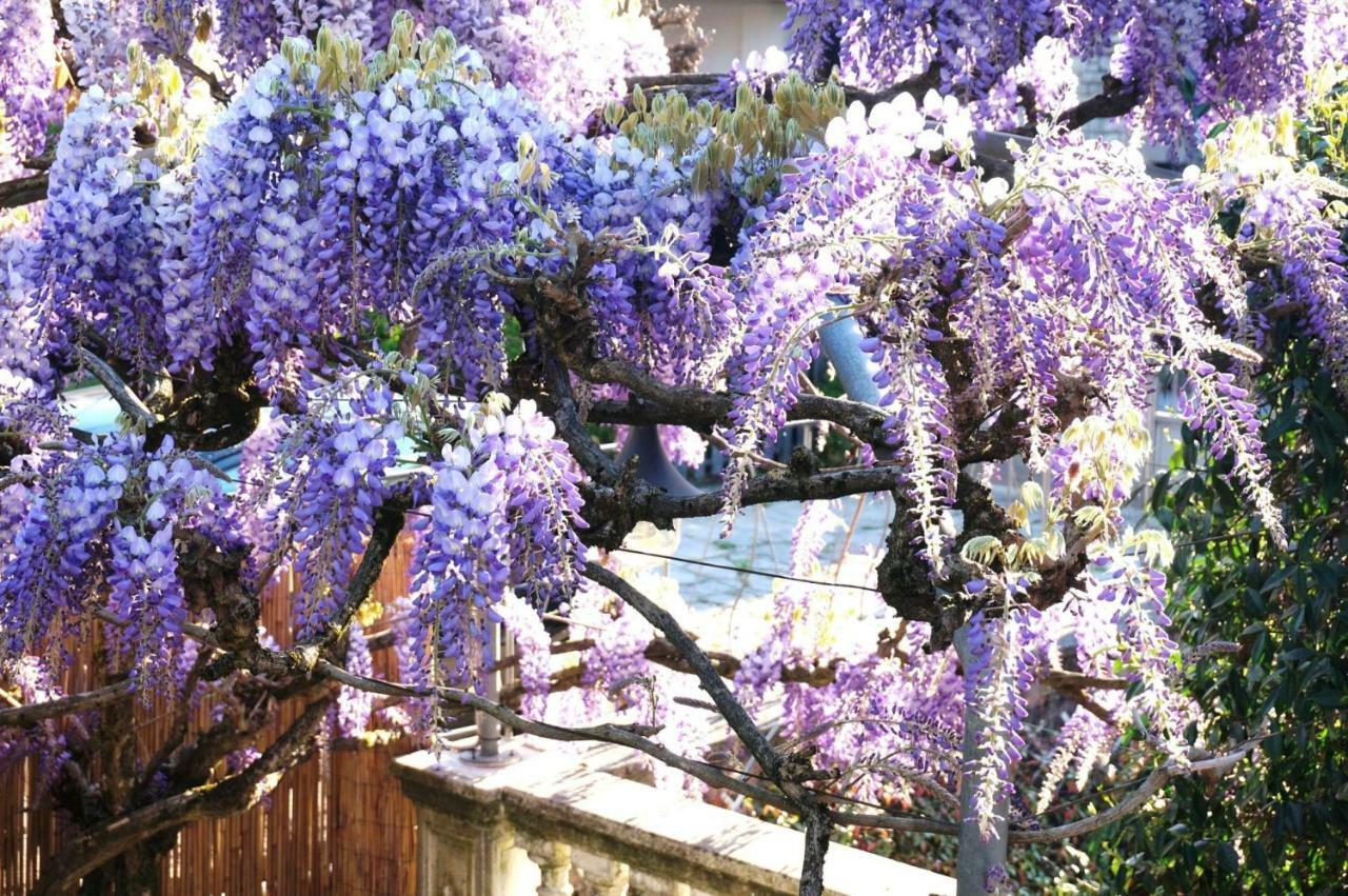 Apartmán Il Glicine Di Lucca Exteriér fotografie